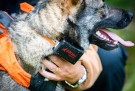 LAFAYETTE GPS MINI 4G HUNDEPEILERPAKKE - Det beste for din hund thumbnail